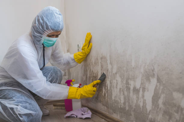 Best Certified Mold Removal  in USA